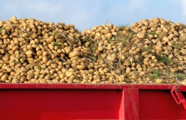 New Crop Potatoes Availability Across Europe Is ‘Very Tight'