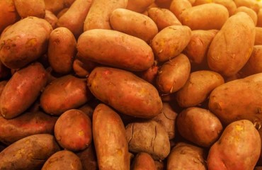 The Early Season Potato Harvest has Begun With Double the 2022 Price