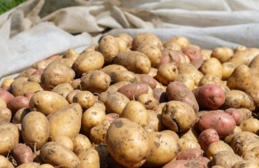 The 2023 Potato Harvest May Rank Among the Smallest in History