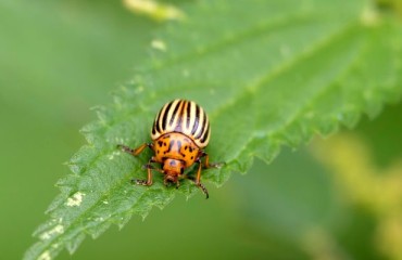 UK: Confirmation of the Colorado Potato Beetle in Hampshire