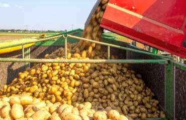European Buyers Delayed the Potato Lifting for the New Season Contracts