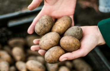 Statistics Indicate That the UK's Potato Market Is Solid