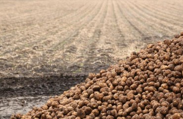 Late European Potato Planting Sees Disappointing Lifting Results