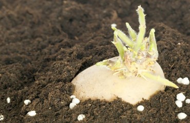 First Estimates for the 2023 Canadian Potato Hectarage Show Growth