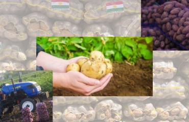 Kurdistan Exports 300 to 400 Tons of Potatoes Weekly