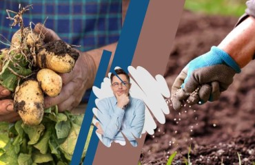 The Dutch Dilemma: Lifting Potatoes Before October 1 or Use Less Fertilizer Next Year?