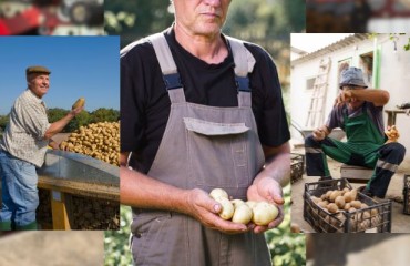 Coldiretti: Italian Potato Industry Faces the ‘Collapse of National Production’