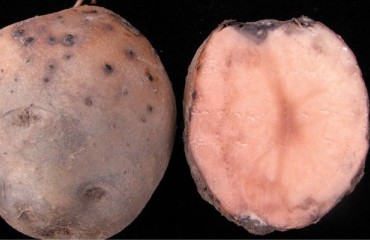 J.R. Simplot is Reminding Potato Producers to Beware of Pink Rot