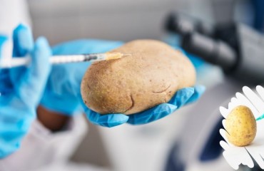 Ohalo Genetics’ GMO Potato Can be Safely Grown and Bred in the U.S.
