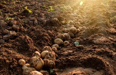 Europe Faces Potato Oversupply