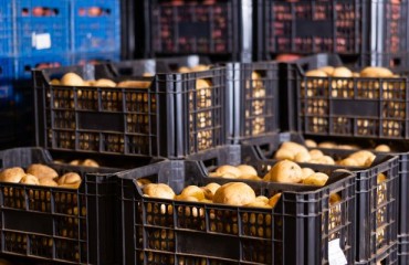 Increased Competition Among the European Buyers for Available Potato Supplies