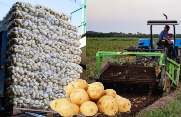 Record Potato Exports for the Ukrainian Farmers