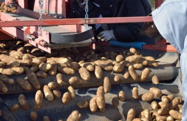 The European Potato Demand is High but the Supplies are Constrained