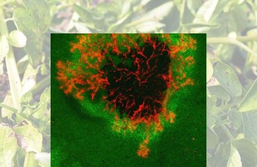 A Continuous ‘Arms Race’ Between the Potato Plant and Late Blight
