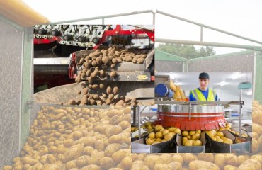 Building a Resilient and Traceable Potato Supply Chain