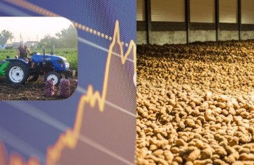 First UNPT Estimates in Regard to the French 2023 Potato Production Show Fluctuations