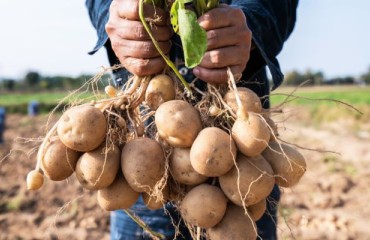 Quality Challenges Endanger Average Potato Production in the NEPG Zone
