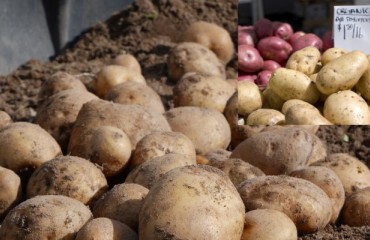 European Potato Yields Are ‘Average to Date’