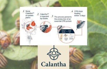 Colorado Potato Beetle’s New Enemy - Calantha - Closer to Being Approved in the U.S.