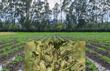The Brazilian Potato Production is Impacted by High Temperatures