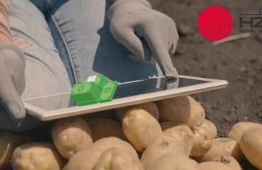 Significant Increase in Sales for the Royal HZPC