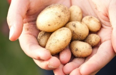 OptiCept Has Partnered with FPS to Deliver PEF Applications in the Potato Processing Industry