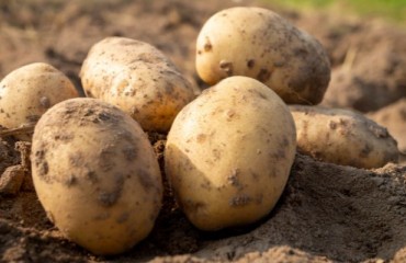 Germany's BMEL Expects a Total Potato Crop of 10.9m Tons. DKHV Experts Advise Caution