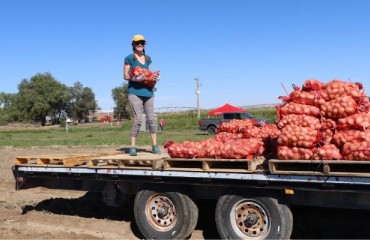 Annual Potato Harvest at UW R&E Center Benefits Food Bank of Wyoming