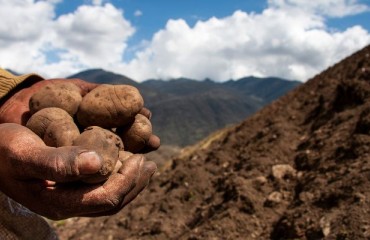 The Moroccan Fresh Potato Exports Fell to a Minimum