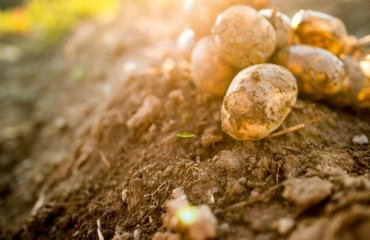 IFA: European Potato Gross Yields are Around or Slightly Below Average