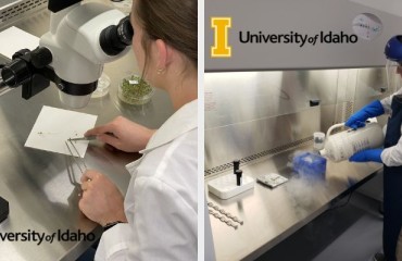 U of I Begins Cryogenically Preserving Potato Germplasm