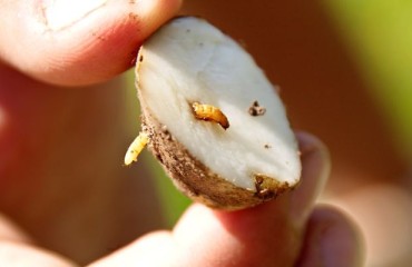Enigma I Project Reports Impressive Results in Tackling the Potato Wireworm Issue