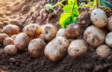 Belgium and France are Leading the Potato Race in Europe