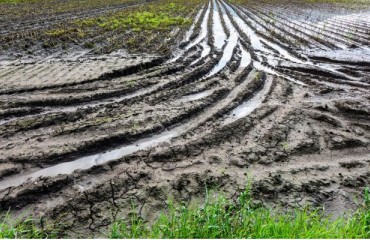 Belpotato: 20-25% of the Belgian Potato Area Still Needs to be Harvested
