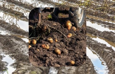 The European Potato Harvesting Conditions are ‘Very Difficult’