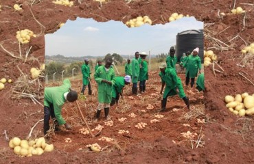 Four Late Blight Resistant GM Potato Varieties Under Confined Field Trials in Kenya