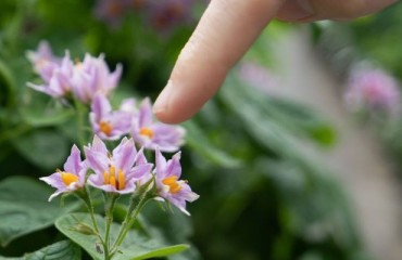 Royal HZPC Group Introduces Revolutionary Potato Variety Set for Faster Scientific Research