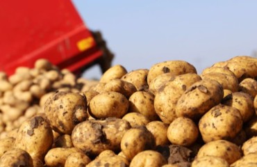 European Potato Lifting Progress is ‘Minimal’