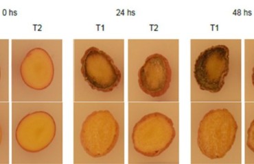 The Argentinian INTA is Close to Releasing the First Latin American Genetically Edited Potato