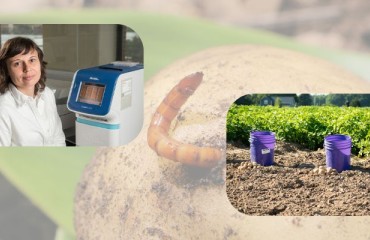 Controlling Potato Pests Without Using Neonicotinoids