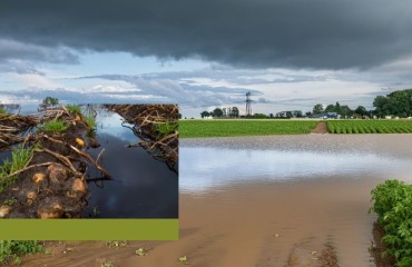 Serious Concerns for the Potato Markets After Storm Babet Hit UK