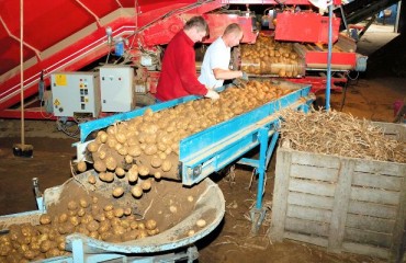 Potato Handling Equipment for Efficient Crop Movement