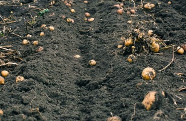 NEPG: There are About 1,4 Mt of Potato Still in the Fields