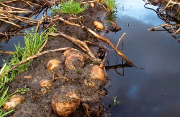The 2023 Irish Potato Crop Harvested is the ‘Worst in Recent Memory’