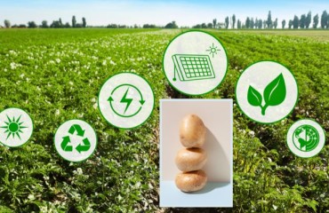 Enhancing the Potato Industry’s ROI in Sustainable and Regenerative Agriculture
