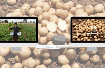 HCIP210 Novel Potato Variety Has Been Created Through a Public-private Collaboration