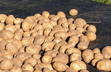 The Total Canadian Potato Storage Holdings Are Above the Three-year Average