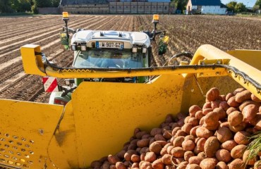European Potato Market Faces a ‘Flood’ of Lower-quality Product