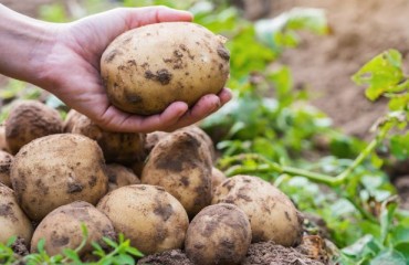 Increased European Potato Wastage Levels