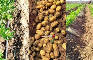 Cultivating Potatoes From Solynta Hybrid True Potato Seed (HTPS) in Egypt